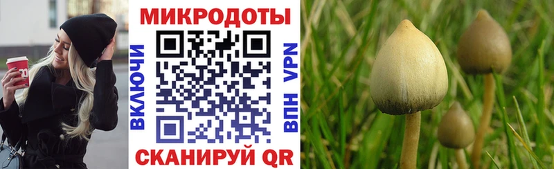 Галлюциногенные грибы Psilocybine cubensis Тимашёвск